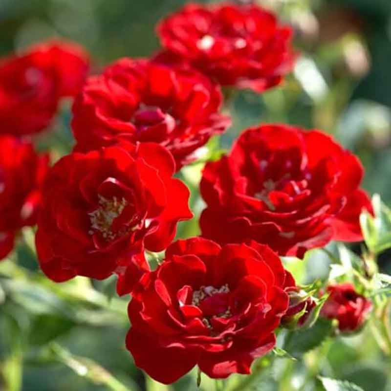 Розы канадские - купить в Екатеринбурге в магазинах питомника Валерии Ильиной